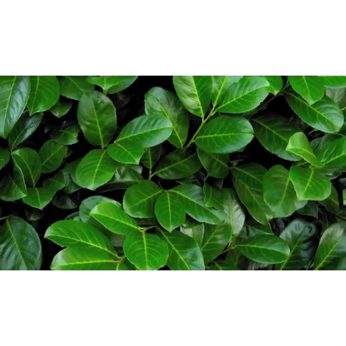 Vavrínovec lekársky (Okrúhlolistý) - Prunus laurocerasus Rotundifolia Co20L  100/120