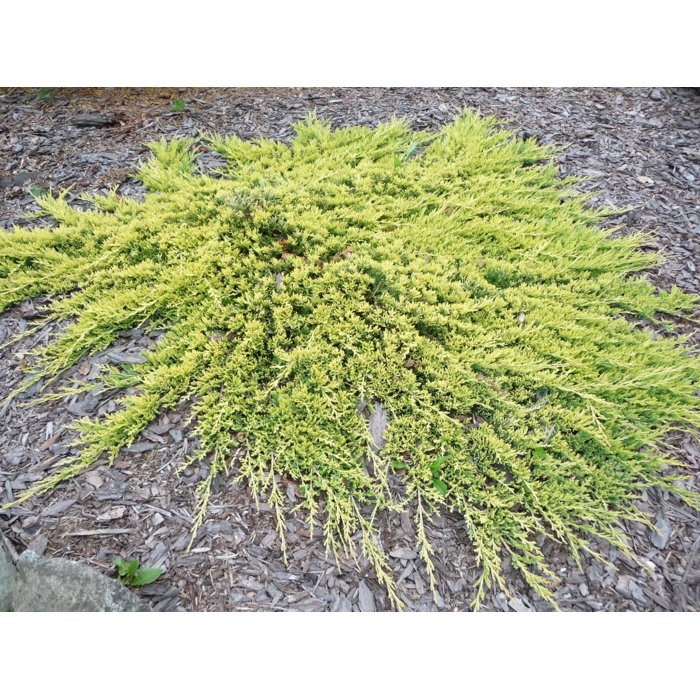 Borievka rozprestretá  - Juniperus horizontalis 'Golden Carpet'  Co2L