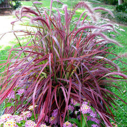 Pennisetum setaceum ´Fireworks´ Co14