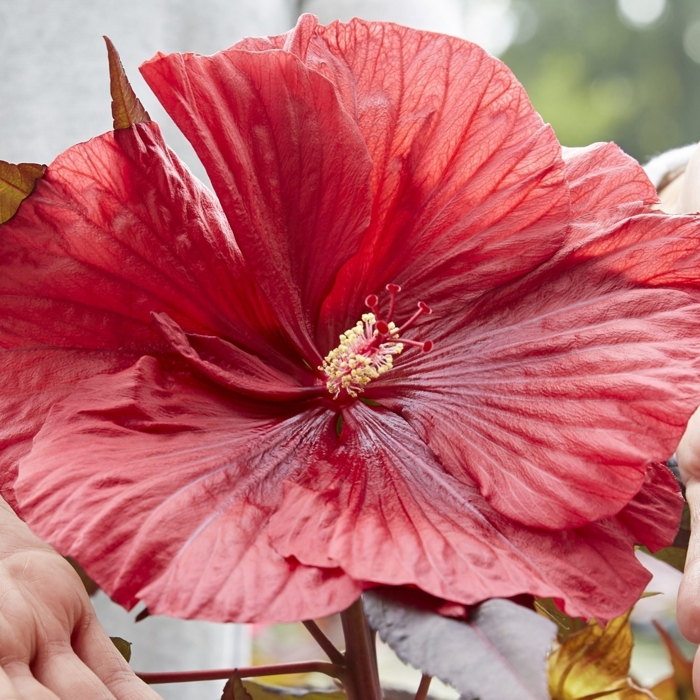 Ibištek bahenný - Hibiscus moscheutos ‘Geant Red’ K2