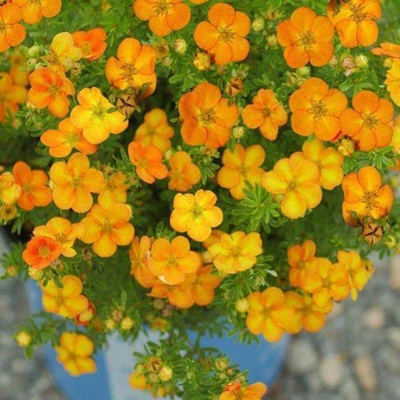 Nátržník - Potentilla fruticosa 'Bella Sol' Co2,5L  20/30