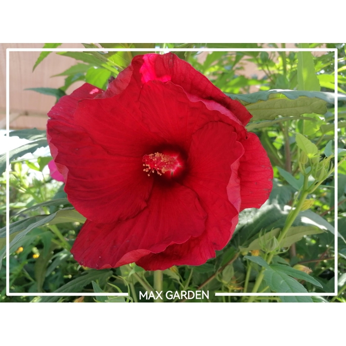 Ibištek bahenný - Hibiscus moscheutos SUMMERIFIC® 'My Valentine'  Co5L