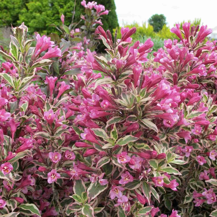 Vajgela kvetnatá  - Weigela florida 'Verweig Monet'®' Co2,5L  15/20