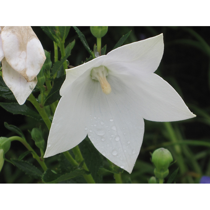 Platycodon grandiflorus 'Astra White' P12