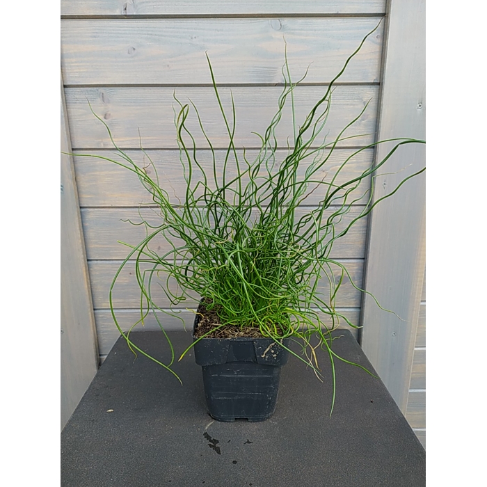 Sitina rozložitá - Juncus effusus Spiralis P14