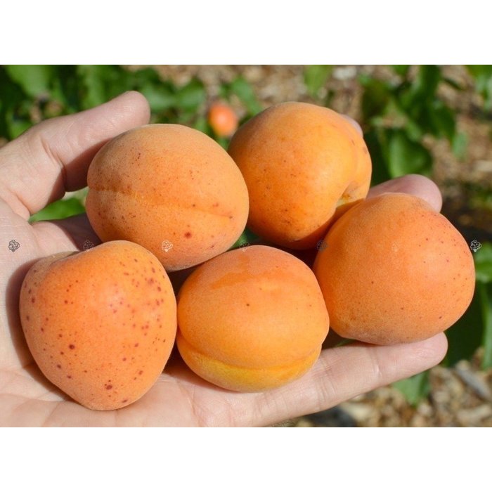 Marhuľa obyčajná - Prunus armeniaca 'Early Orange' Co5L