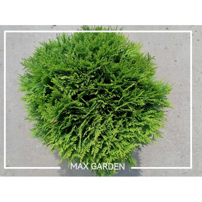 Tuja západná - Thuja occidentalis ´Danica´ Co2L  15/20