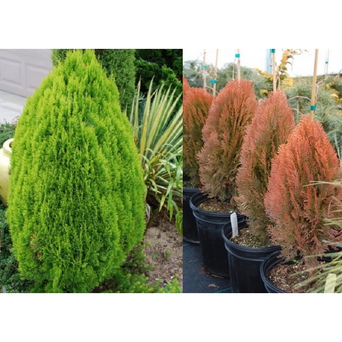 Tuja východná - Thuja orientalis ´Morgan´ Co2L  20/25