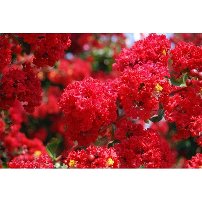 Myrta krepová červená - Lagerstroemia indica ´Dynamite´ Co3,5L 40/60