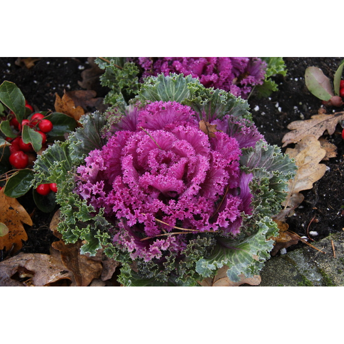 Brassica Sierkool