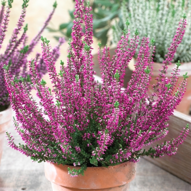 Vres obyčajný - Calluna BEAUTY LADIES®  Paar