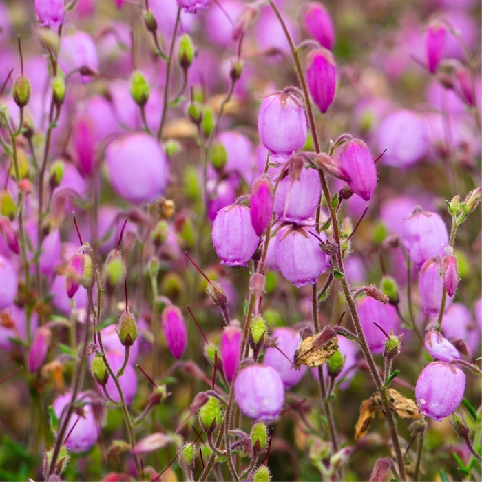 Daboecia ´Cantabrica rose´