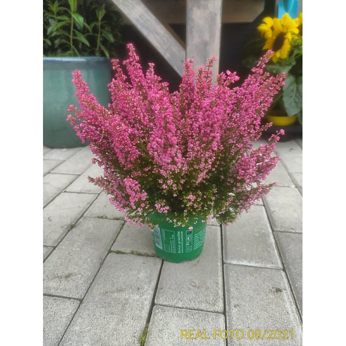 Erica gracilis 'Beauty Queens'® Rood