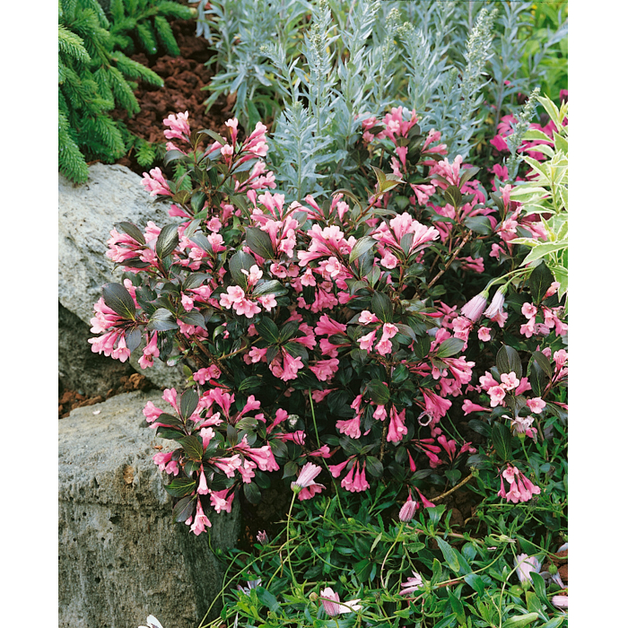 Vajgela kvetnatá ''Nana Variegata' - Weigela florida 'Nana Variegata'  Veľkosť: 20-30 , Co2L
