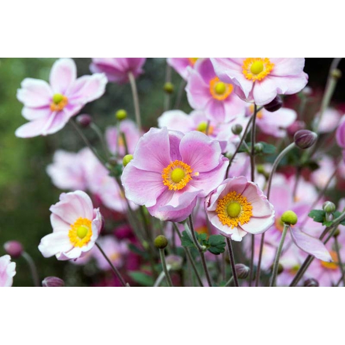 Anemone Fantasy ´Light Purple´  Co2