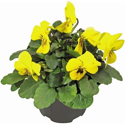 Viola Cornuta (žltá/hnedý stred) P9