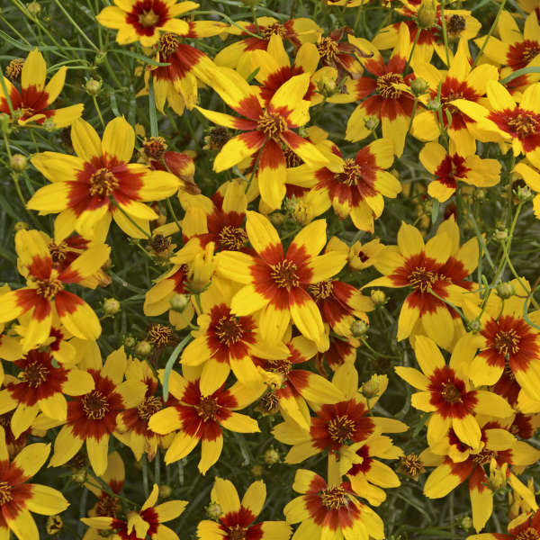 Coreopsis verticillata  SPICE® 'Curry Up' P15