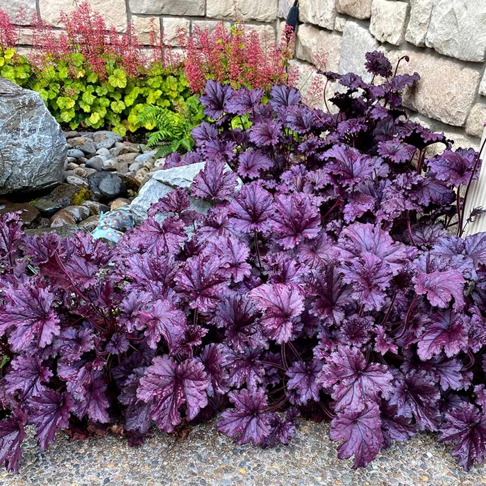 Heuchera  ’Forever Purple´ P13  5/10