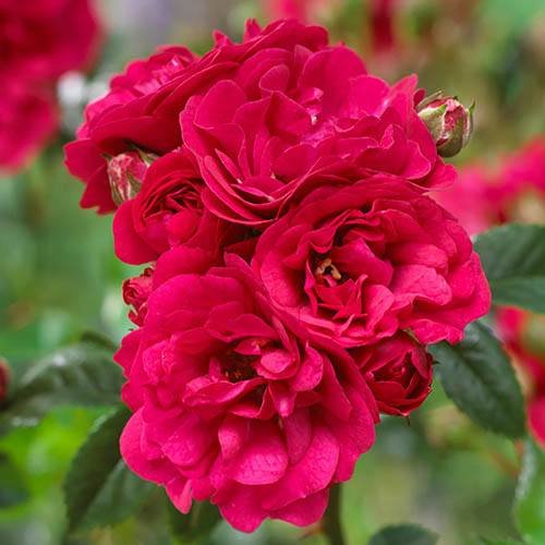 Ruža  - Rosa 'The Fairy'  Veľkosť: 15-20 ,  K1,5  - tmavo ružová