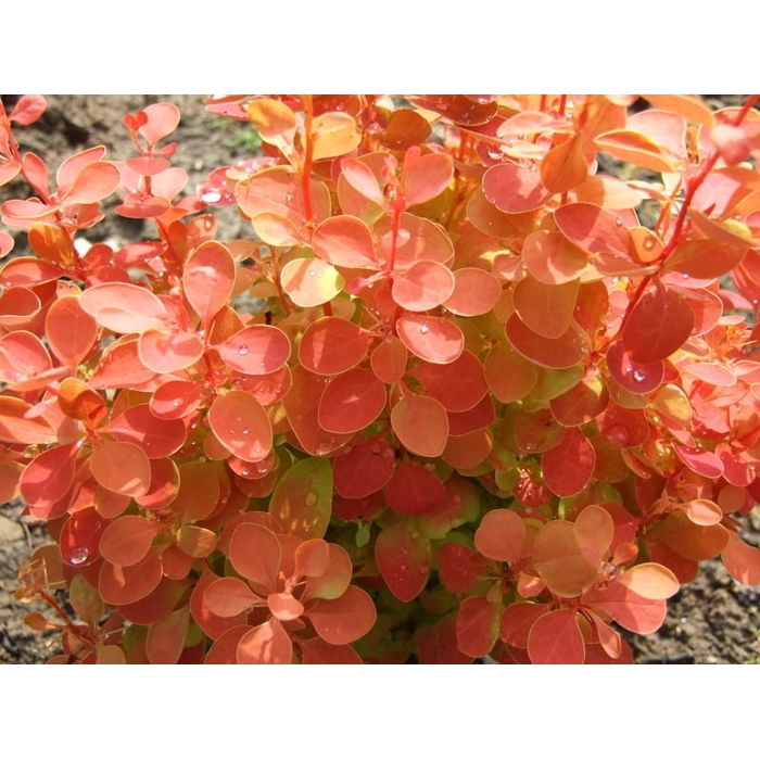  Dráč Thunbergov - Berberis thunbergii ´Orange Ice´ Co2L 20/30