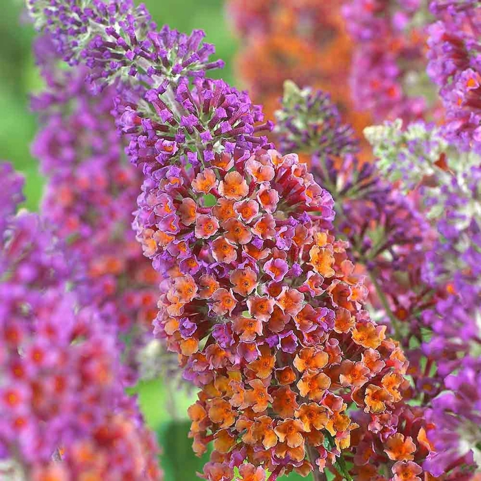 Buddleja weyeriana ´Flower Power´  Co2.5L 20/30