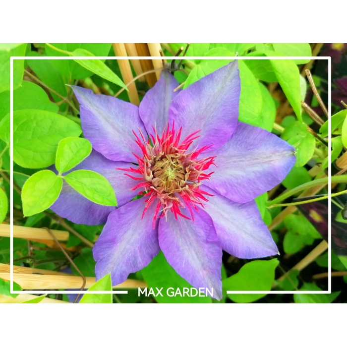 Plamienok - Clematis 'Skyfall' 40+ Co2L