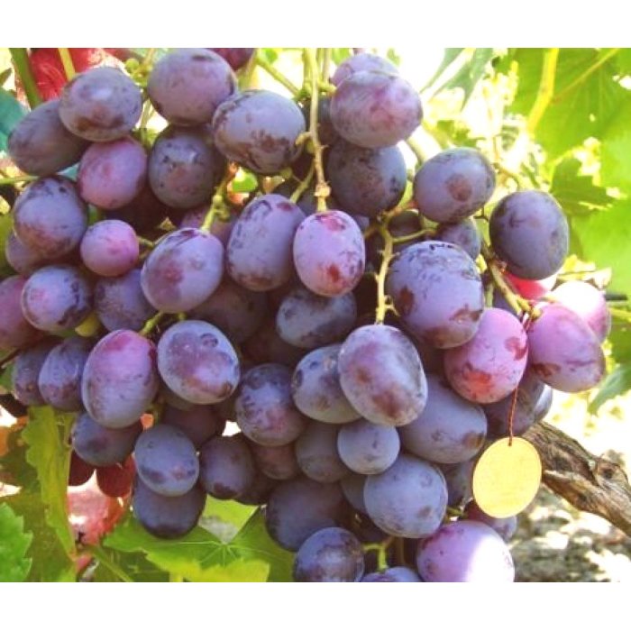 Vinič stolový - Vitis vinifera 'Armani´- ružové Co3L KM20