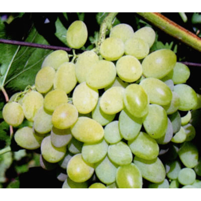 Vinič stolový - Vitis vinifera 'Vlasta´- biele bezsemenné Co3L KM20