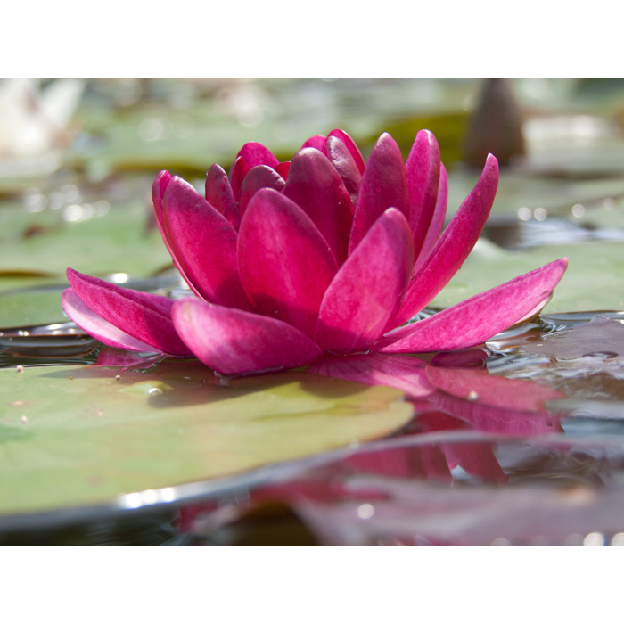 Lekno - Nymphaea ´Burgundy Princess´ P11