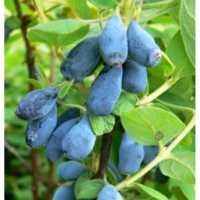 Zemolez kamčatský - Lonicera kamtschatica ´Duet´ Co2,5L  20/30