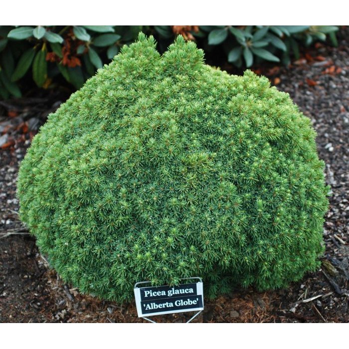 Smrek biely 'Alberta Globe' - Picea glauca albertiana 'Alberta Globe'  Co2,5L 15/20
