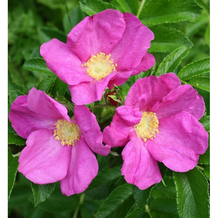 Ruža vráskavá - Rosa rugosa ´Rubra´ - Co2L
