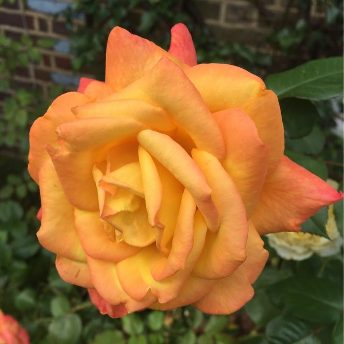 Ruža záhonová - Rosa floribunda ´Doris Tysterman´ - veľkokvetá oranžová Co3L