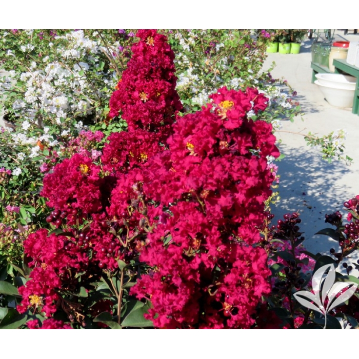 Myrta krepová tm.ružová - Lagerstroemia indica ´Double Feature´ Co11L 1/2 kmeň