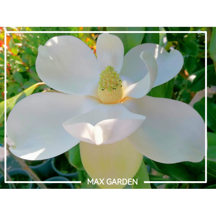 Magnólia veľkokvetá - Magnolia grandiflora 'Gallisoniensis Praecox' Co50/70L  150/175