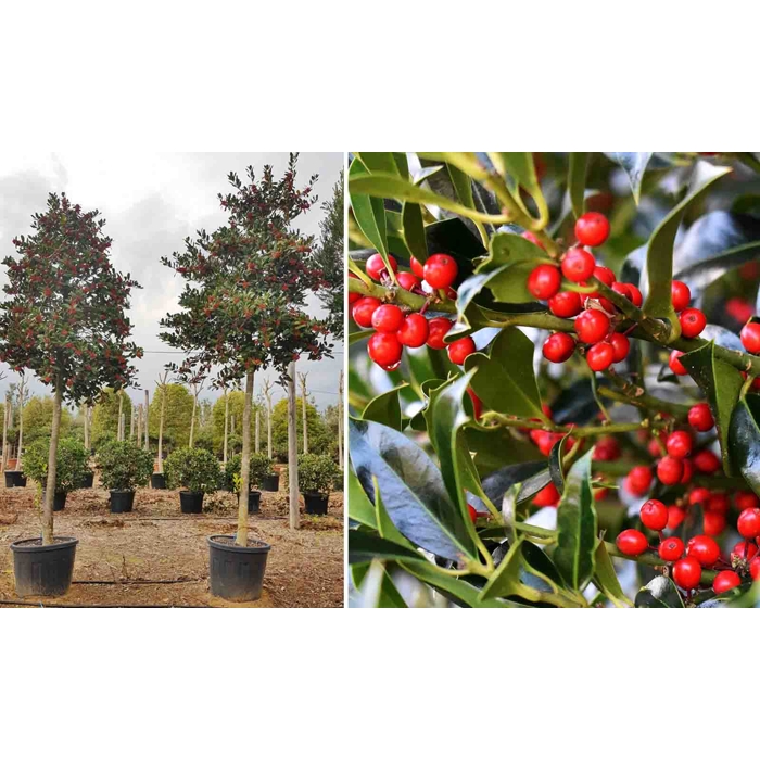 ILEX X NELLIE R. STEVENS - vysokokmeň Co45L 12-14
