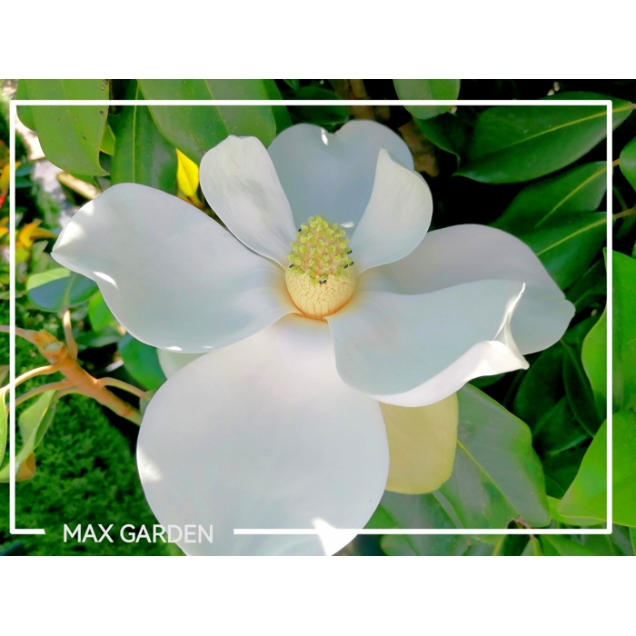 Magnólia veľkokvetá - Magnolia grandiflora 'Gallisoniensis' Co180L  250/300