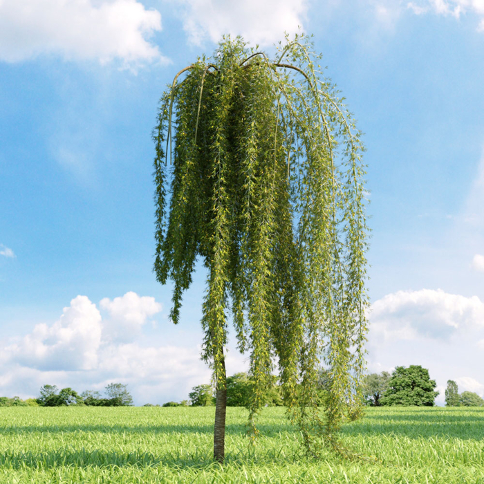 Karagana stromovitá (Čimišník) - Caragana arborescens ´Walker´ Co10L km100