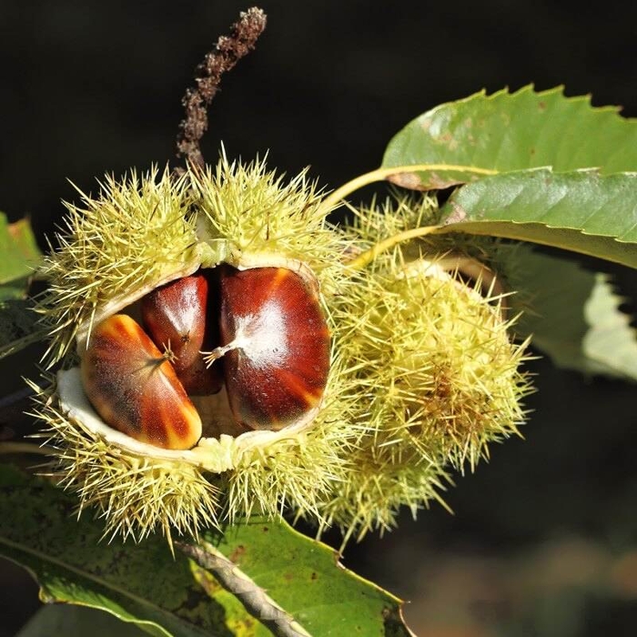 Gaštan jedlý - Castanea sativa Co35L 12/14 výška 400/500cm