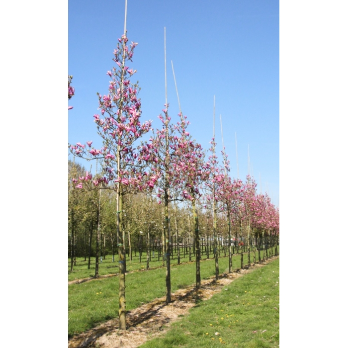 Magnolia 'Susan' Co35L - vysokokmeň 8/10  280/300