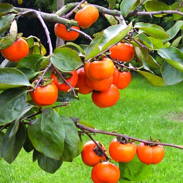 Ebenovník rajčiakový  - Diospyros kaki  - Hurmi Kaki ´Ragno´  Co18L  km90  200/220