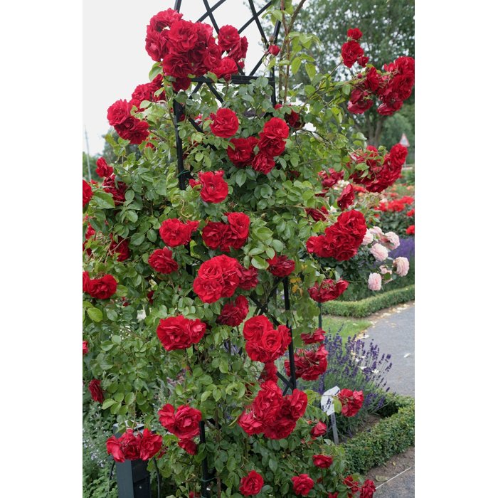 Ruža popínavá - červená - Rosa ´Klettermaxe Florentia´ Co5L 180/200