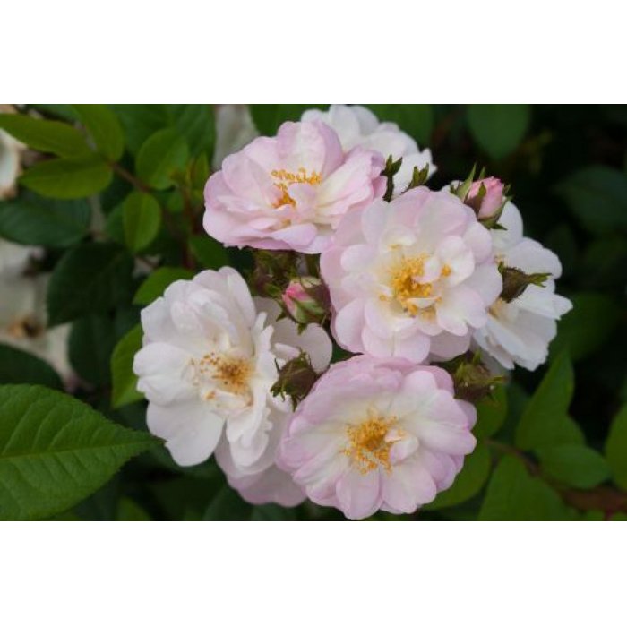 Ruža popínavá - sv.ružová - Rosa ´Perennial Blush´ Co10L 200/210