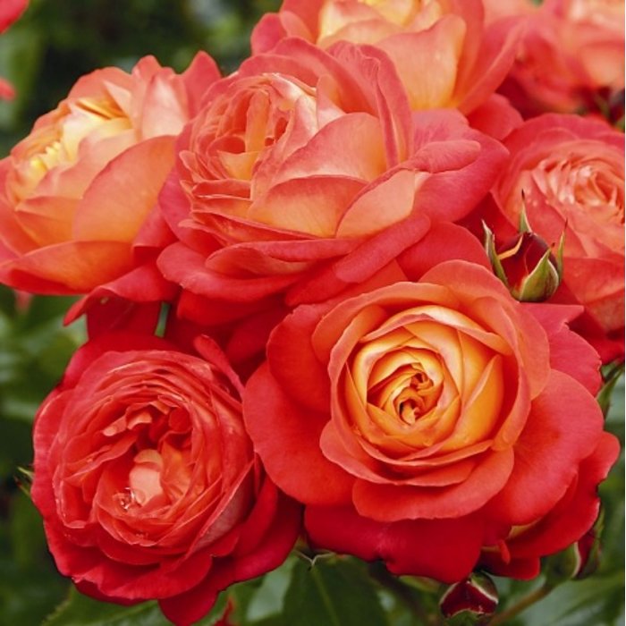 Ruža popínavá - oranžovo-žltá - Rosa ´Midsummer´ Co5L 180/200