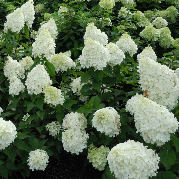 Hortenzia metlinatá - Hydrangea paniculata 'Polar Bear'  Co2L