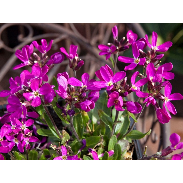 Arabis blepharophylla 'Frühlingszauber' Co10,5