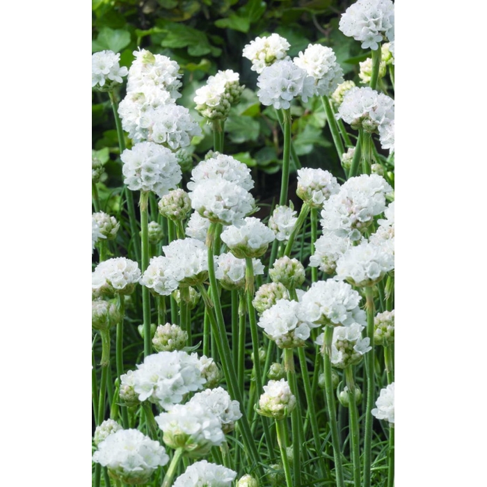 Armeria maritima 'Armada White'