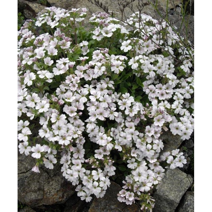 Gypsophila cerastioides ´Pixie Splash´