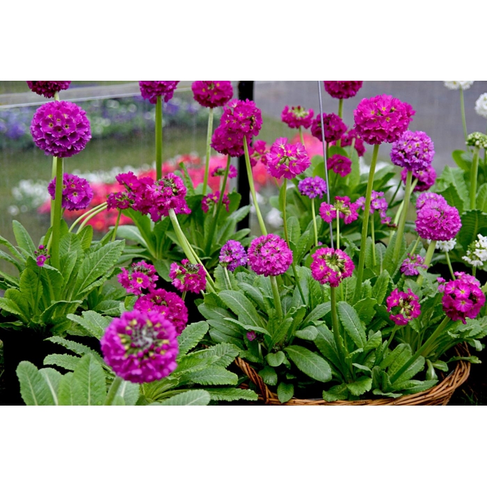 Primula denticulata ´Prom Deep Rose´