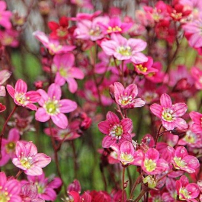 Saxifraga x arendsii 'Carpet Pink'